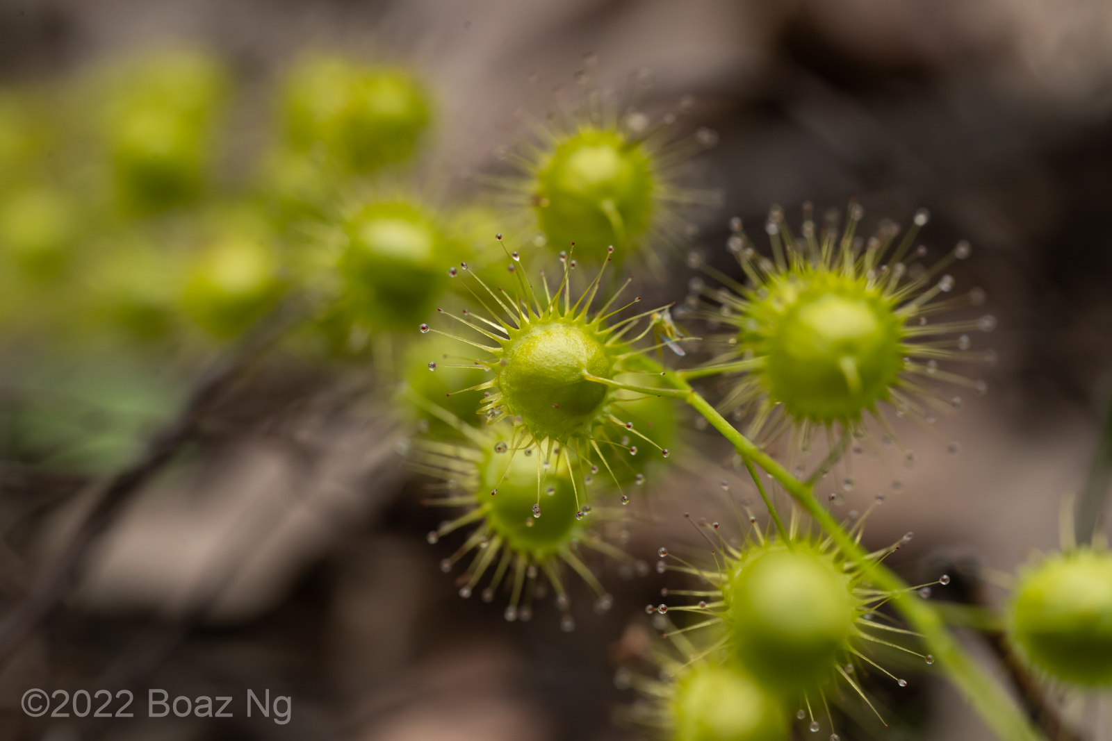 Drosera marchantii Species Profile