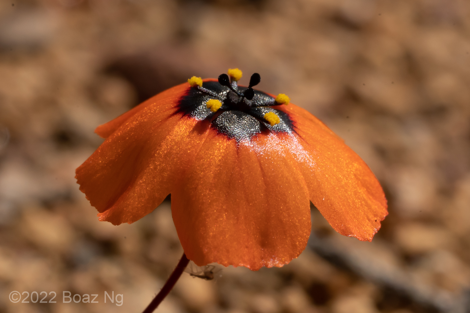 Drosera hyperostigma Species Profile