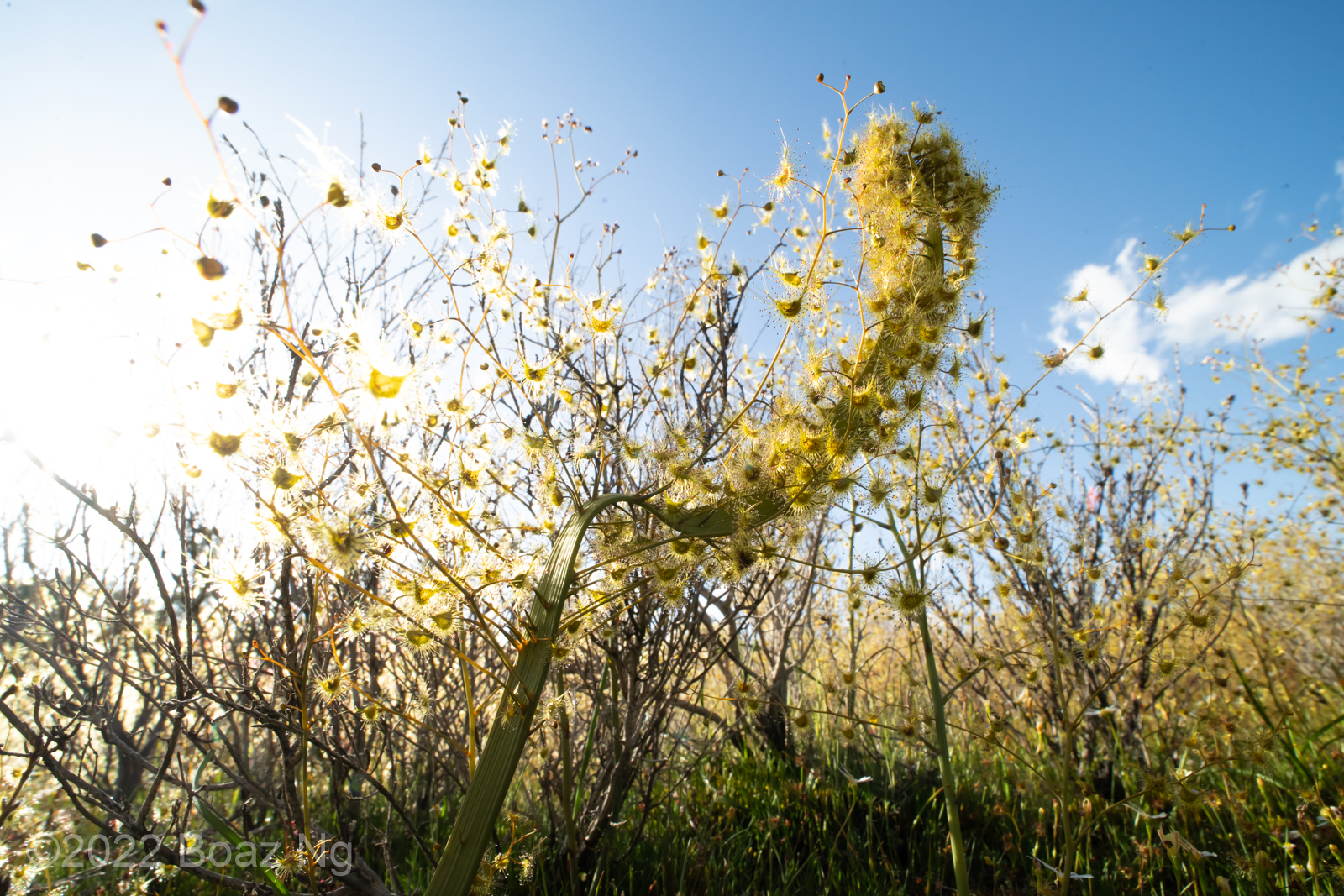 Fasciation in Drosera gigantea