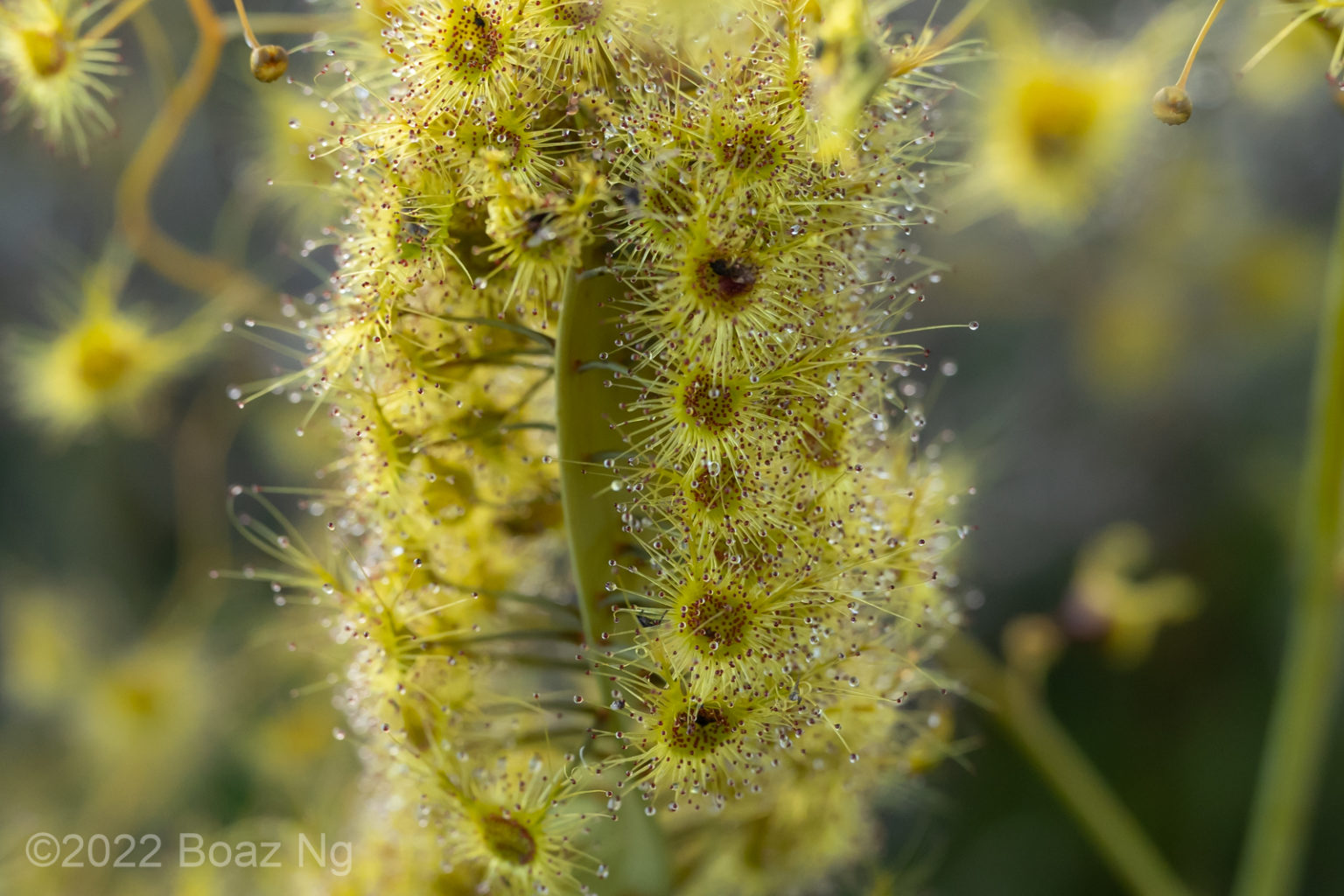 Fasciation Rhs Fasciation in Drosera gigantea - Fierce Flora