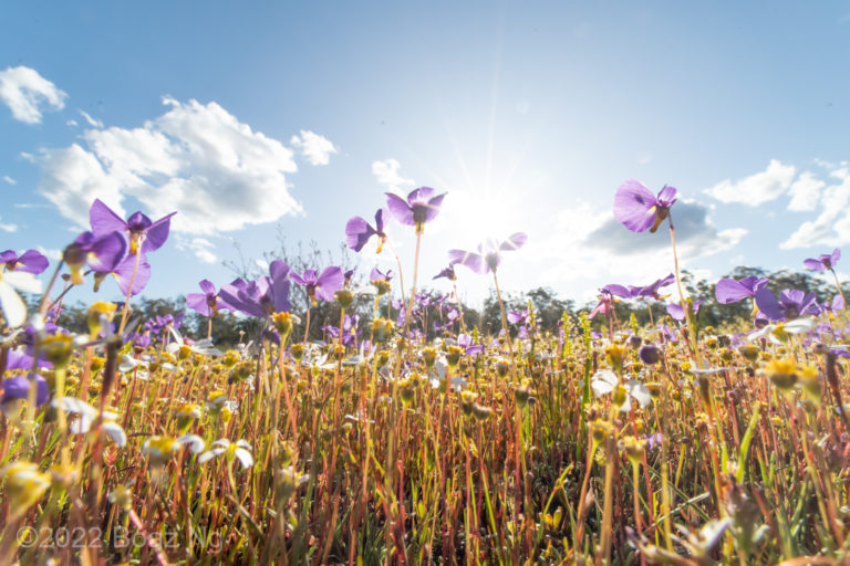 Utricularia petertaylorii species profile