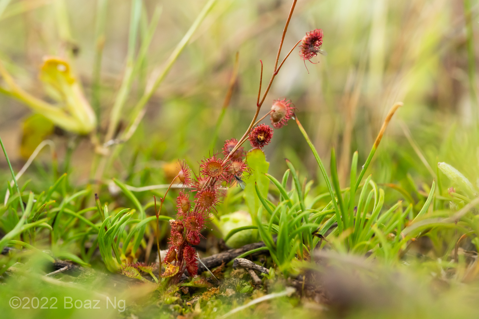 Drosera basifolia Species Profile