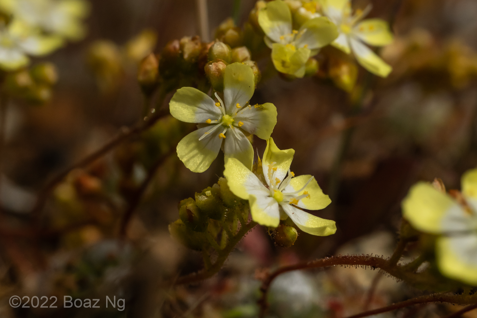 Drosera citrina Species Profile