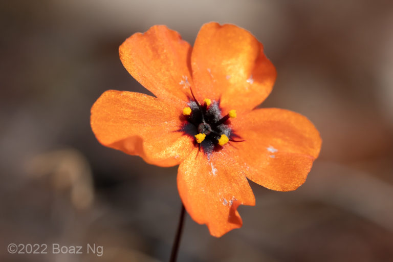 Drosera bindoon Species Profile