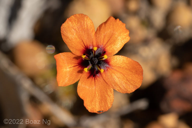 Drosera callistos Species Profile