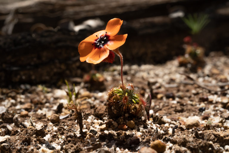 Drosera sewelliae Species Profile