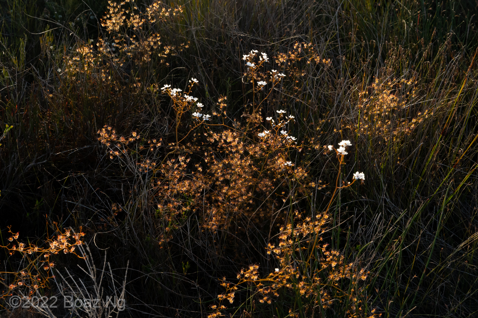 Drosera geniculata Species Profile