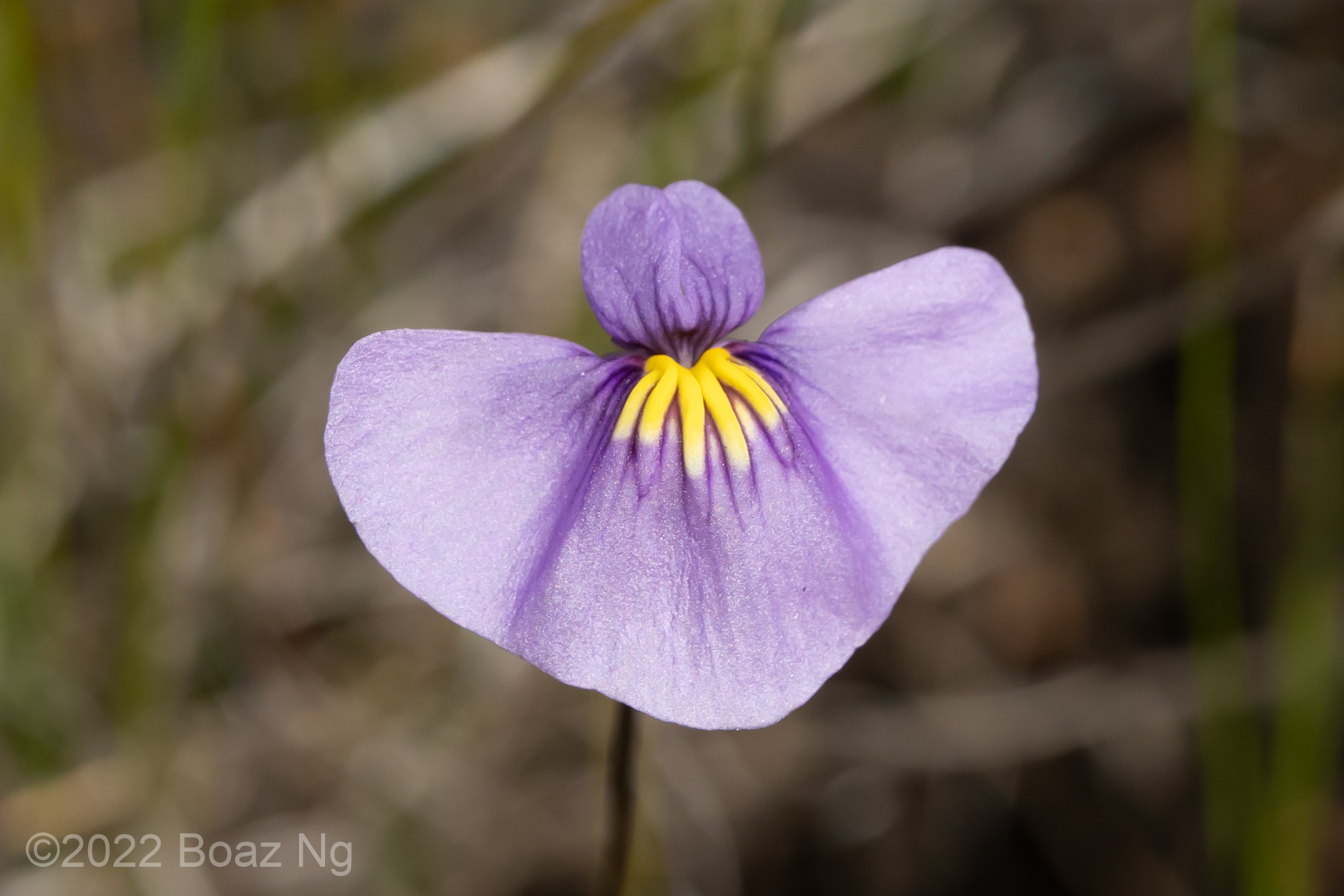 Utricularia inaequalis Species Profile