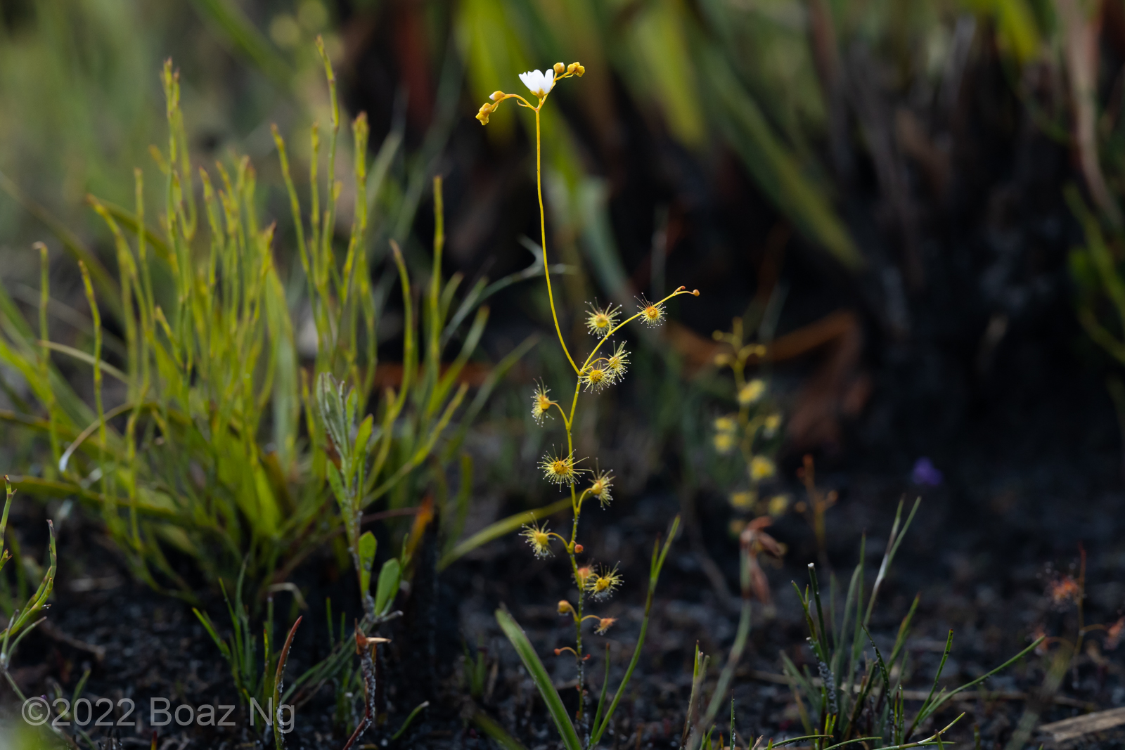 Drosera myriantha Species Profile