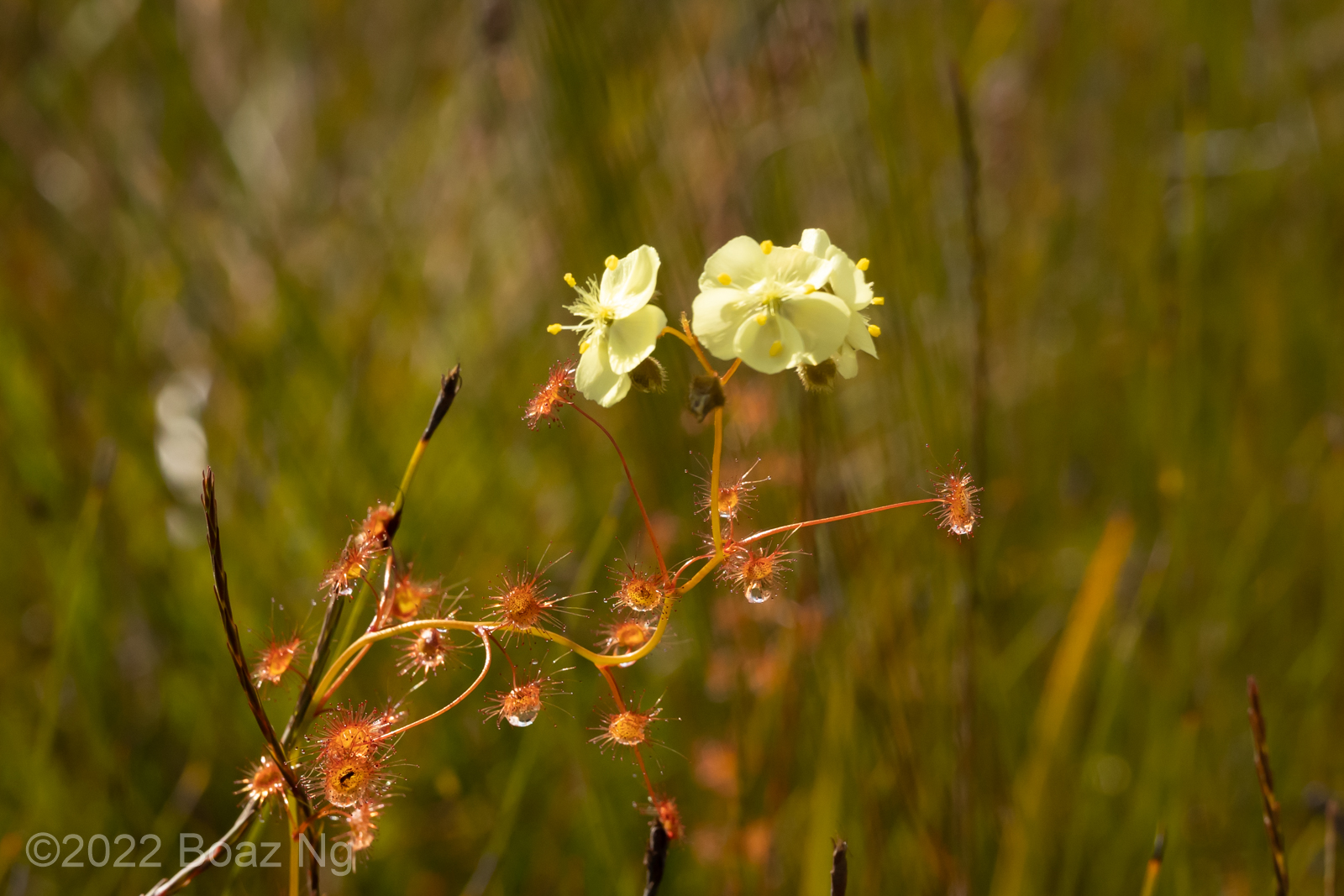 Drosera sulphurea Species Profile