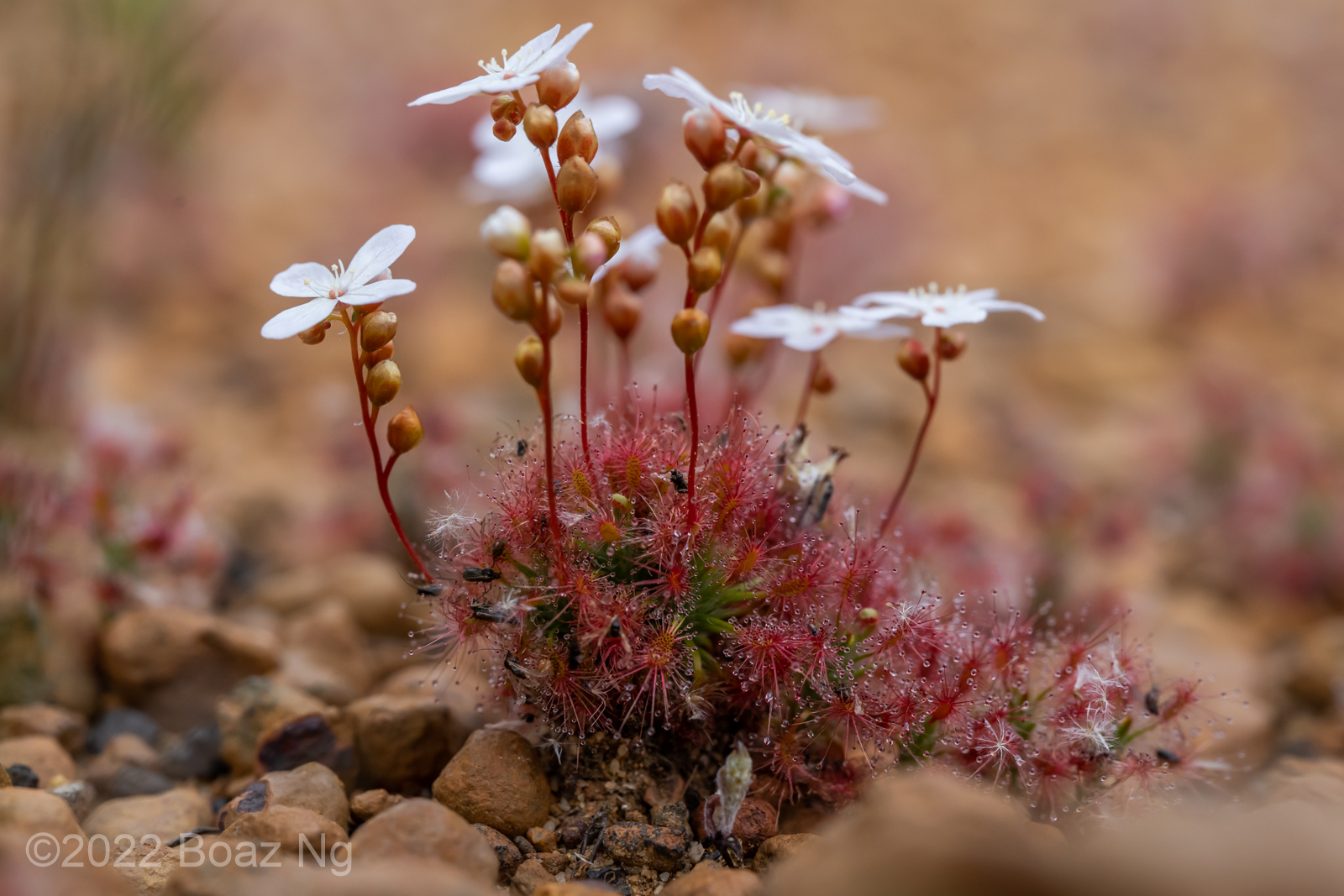 Drosera dichrosepala Species Profile