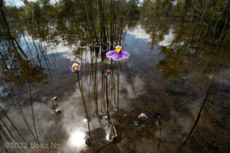 Utricularia benthamii Species Profile