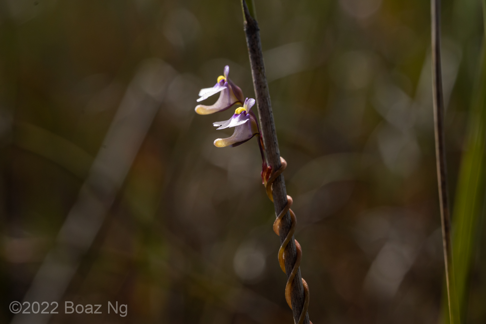 Utricularia helix Species Profile