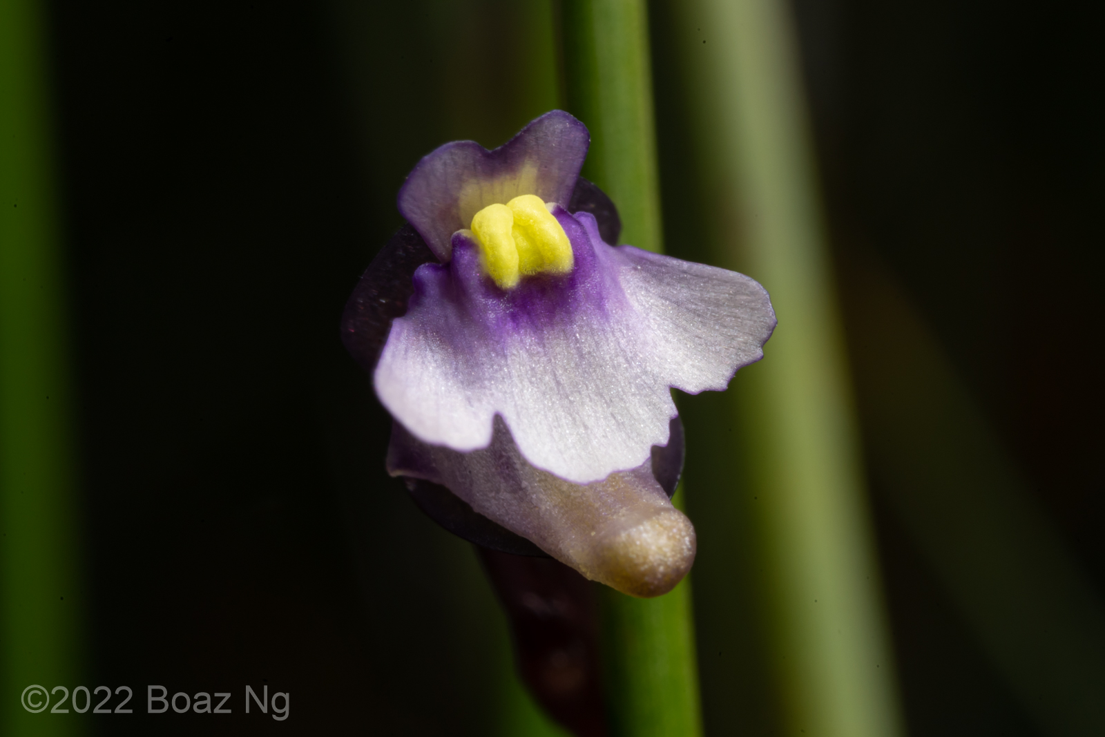 Utricularia helix Species Profile Fierce Flora