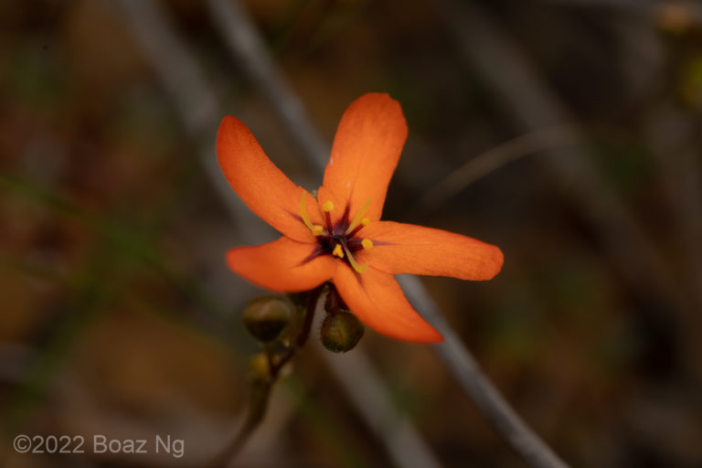 Drosera leucoblasta Species Profile