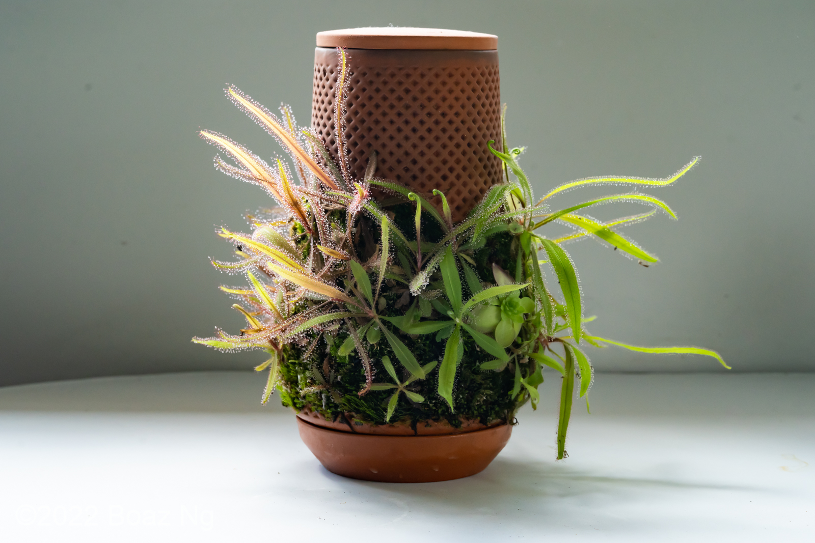 Terracotta Seepage Planter – November 2022