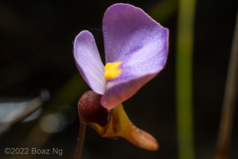 Utricularia brennanii Species Profile