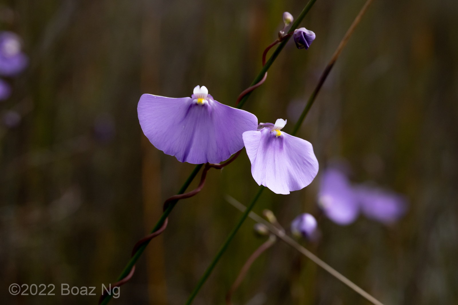 Utricularia volubilis Species Profile