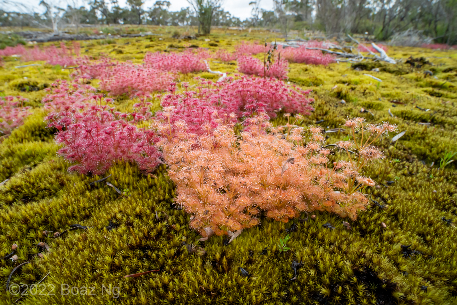 A nice population of Drosera purpurascens and a rose-gold mutant