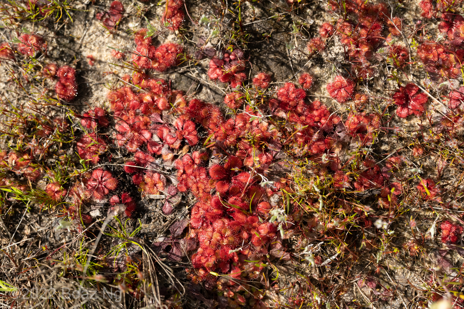 Drosera tubaestylis Species Profile