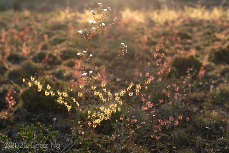 Colour variation in Drosera gigantea