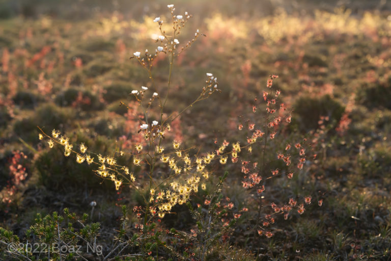 Colour variation in Drosera gigantea