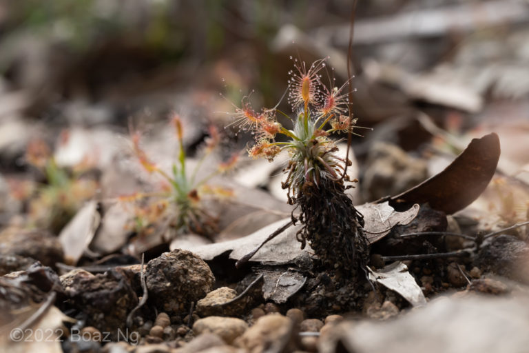 Drosera silvicola Species Profile