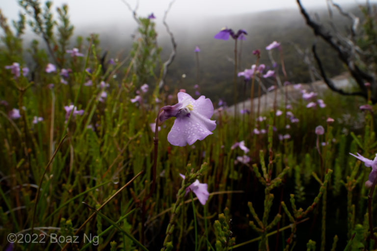 Utricularia at Kanangra-Boyd National Park