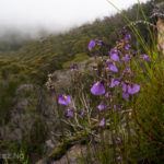 The subspecies of the Utricularia dichotoma complex