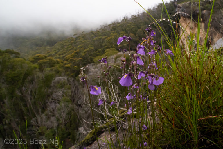 The subspecies of the Utricularia dichotoma complex