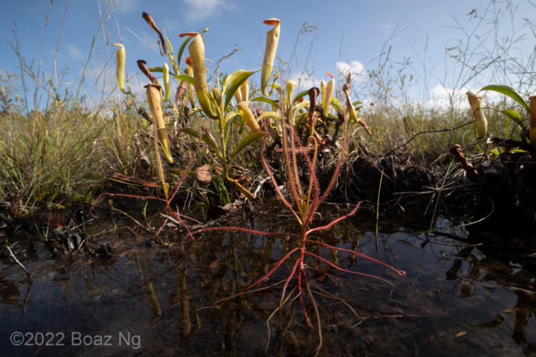 Carnivorous plants of the Cape York Floodplains