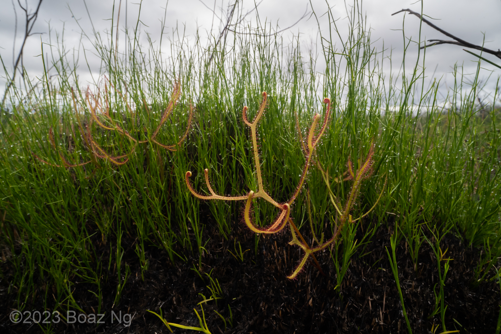 Drosera binata extrema in Queensland