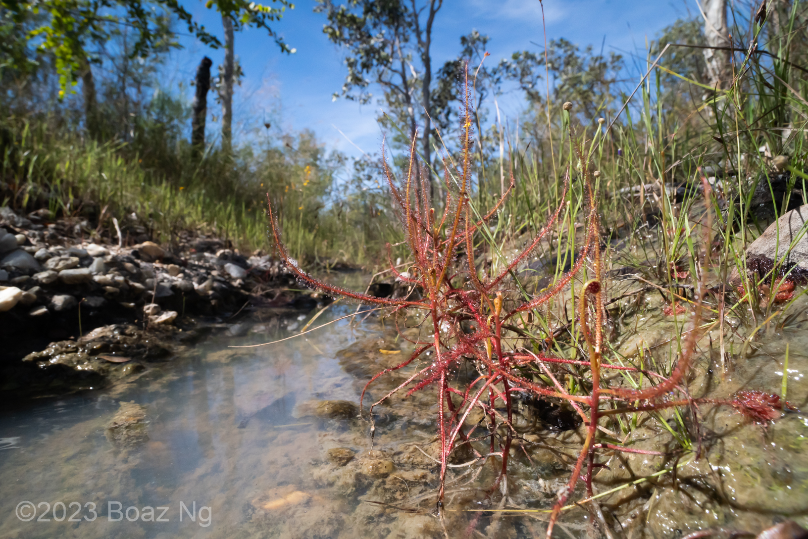 Carnivorous Plants of the Cape York Tropical Savannah