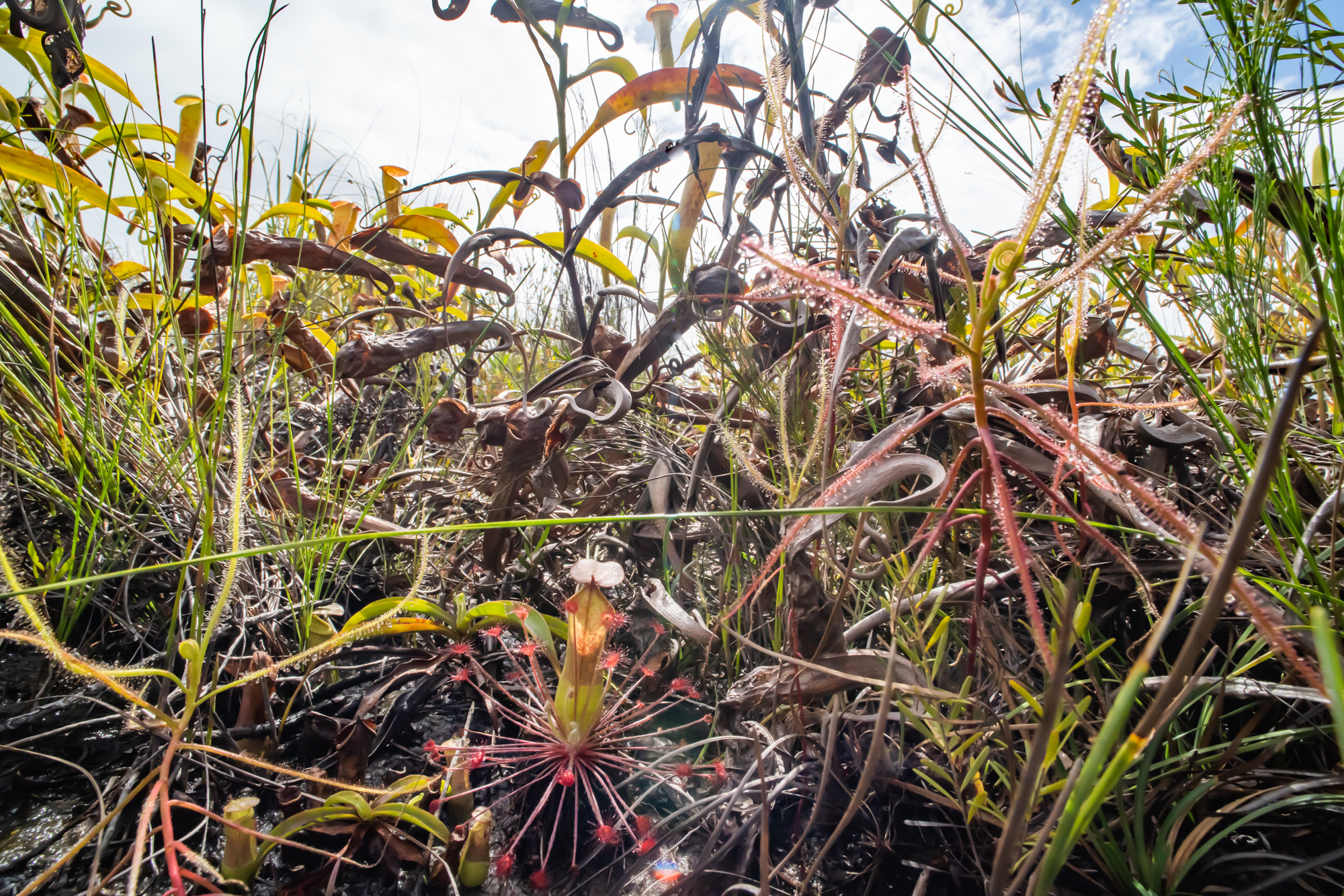 Unexpected Carnivorous Plant Discoveries on an Adventure to Cape York