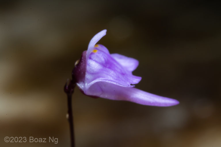 Comparing Utricularia geoffrayi and U. minutissima in Australia