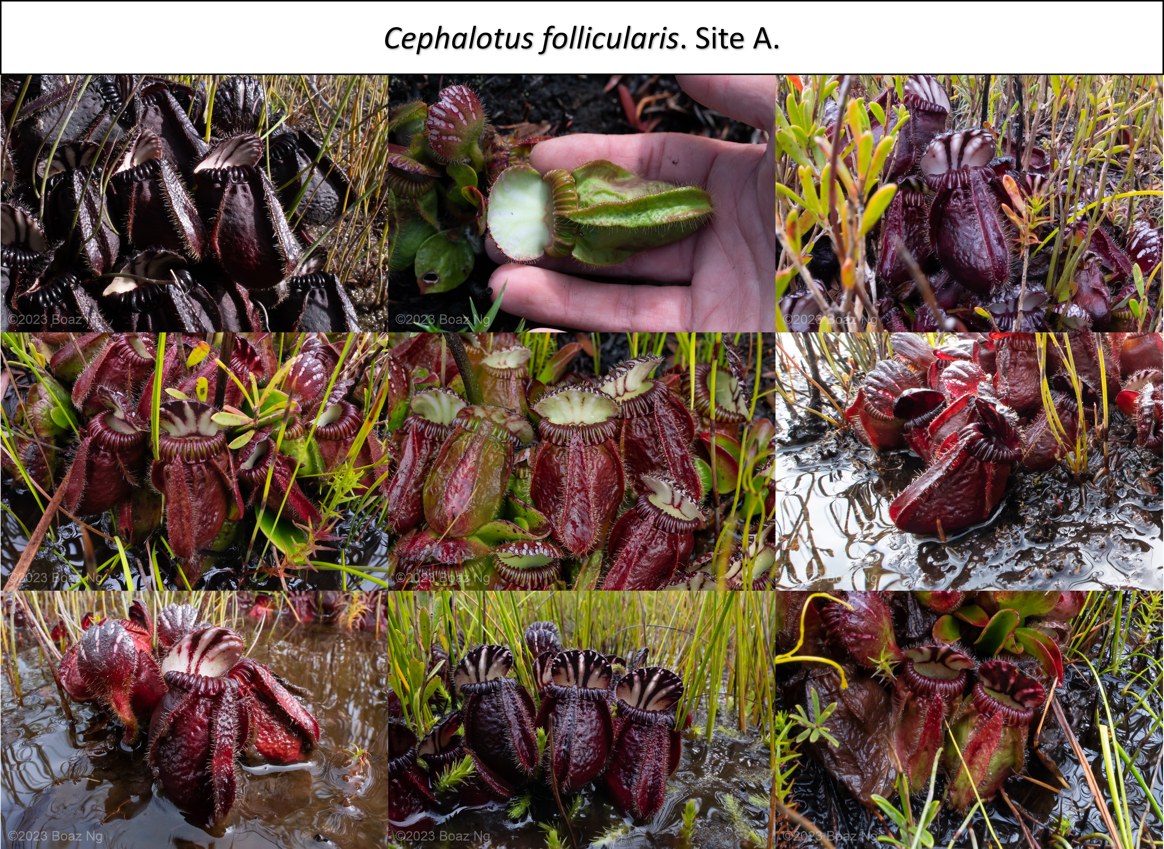 Morphological Variation in Cephalotus follicularis
