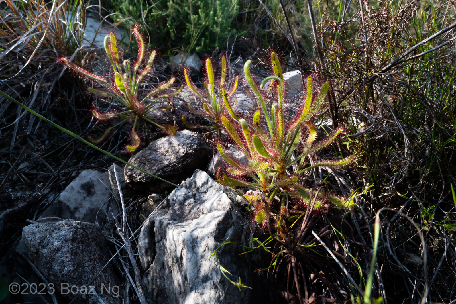 Drosera ramentacea species profile Fierce Flora