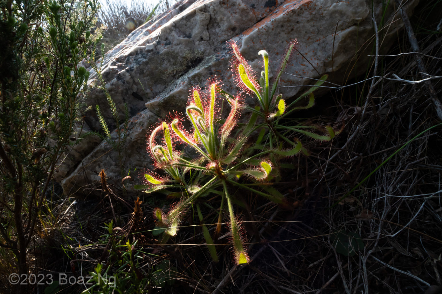 Drosera ramentacea species profile - Fierce Flora