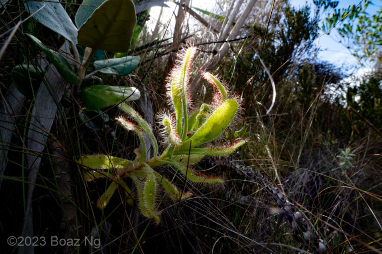 Drosera hilaris species profile