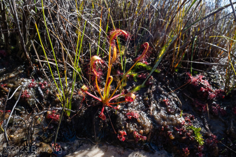 Drosera capensis in the wild