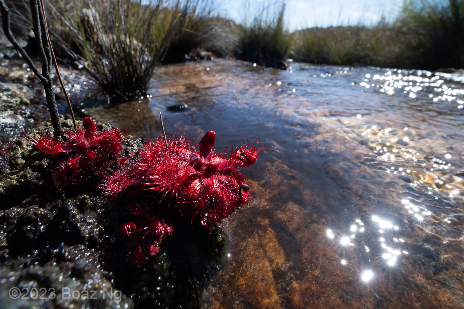 Drosera rubrifolia species profile