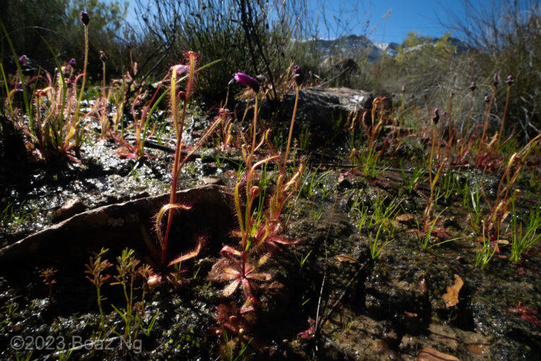 Drosera variegata species profile