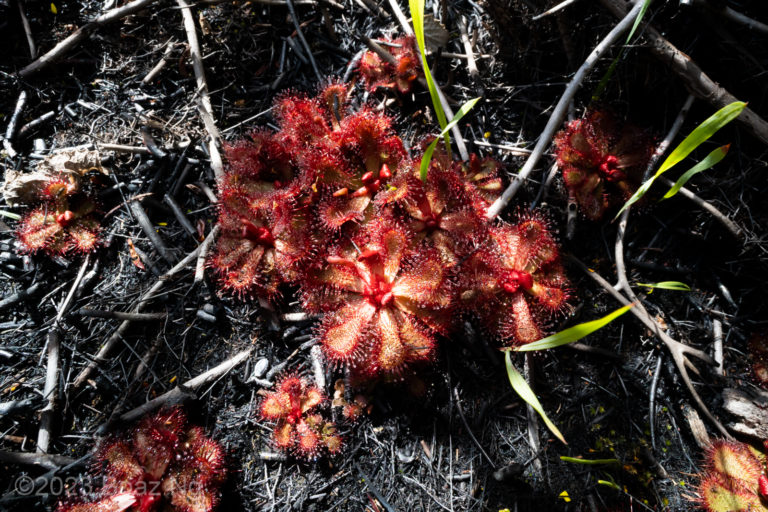 Drosera slackii species profile