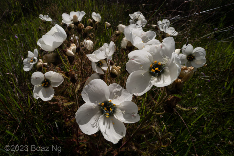 Drosera cistiflora species profile