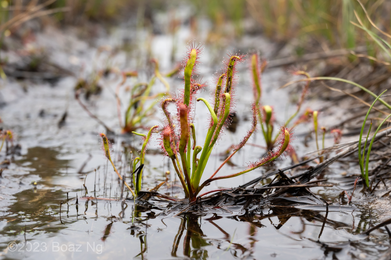 Drosera capensis in the wild Fierce Flora