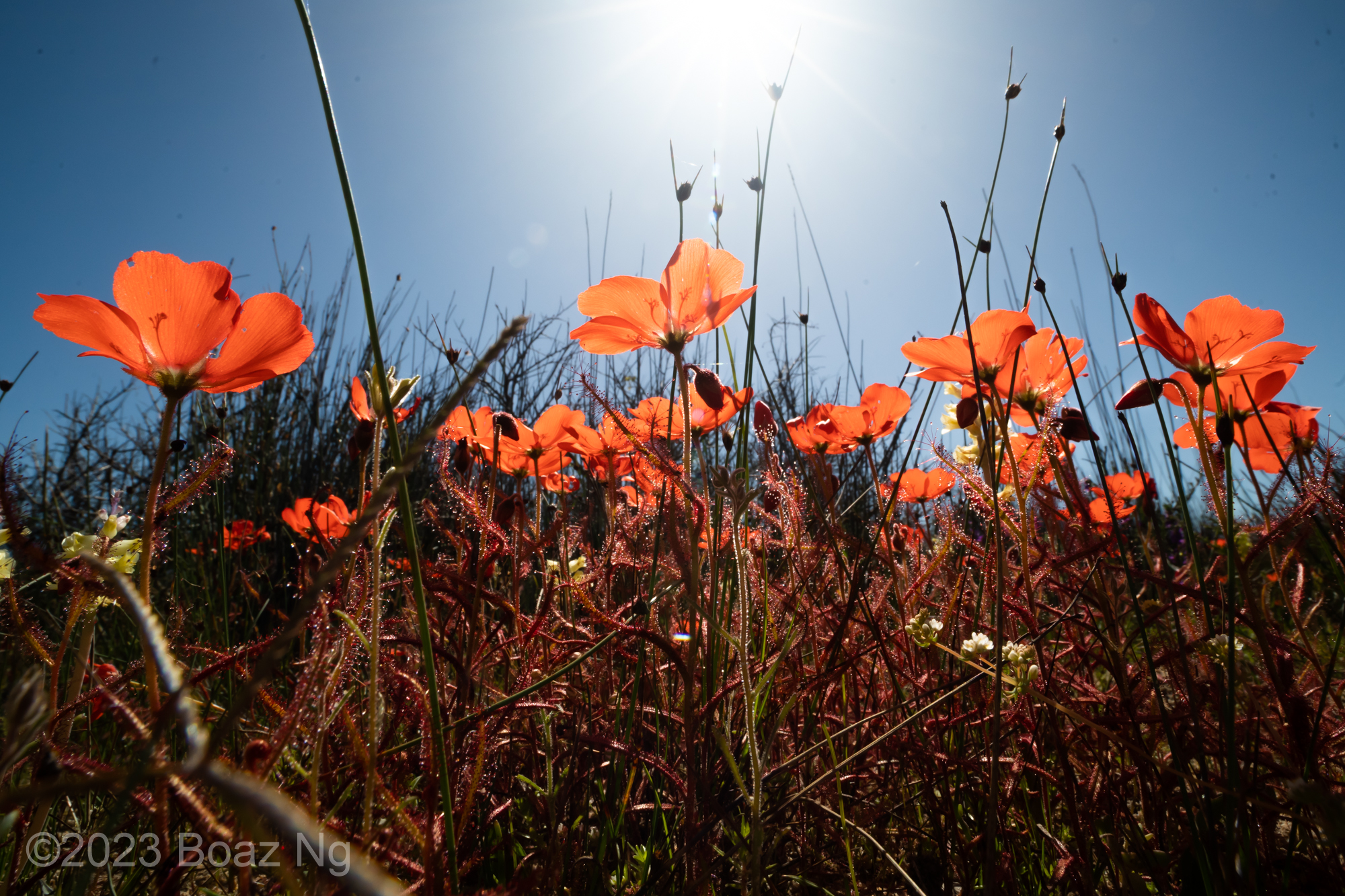 The red-flowered form of Drosera cistiflora