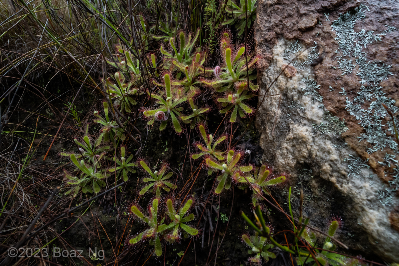 Drosera ericgreenii Species Profile