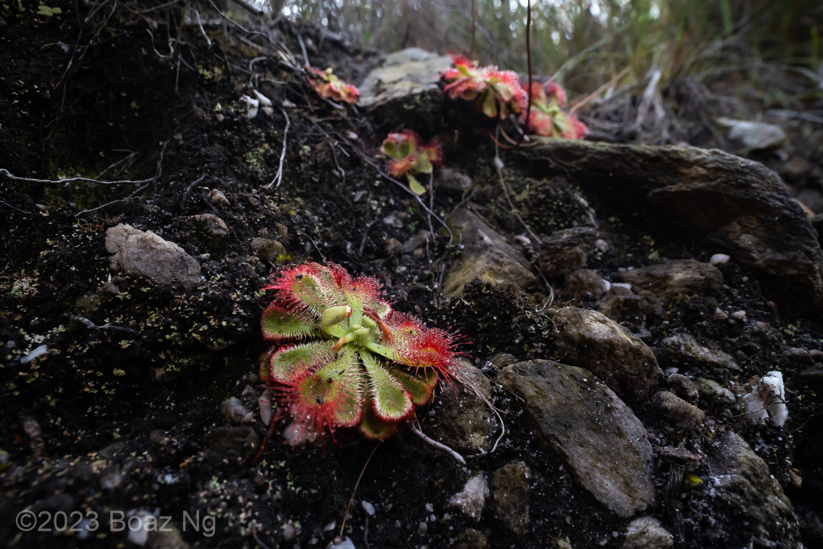 Drosera xerophila Species Profile