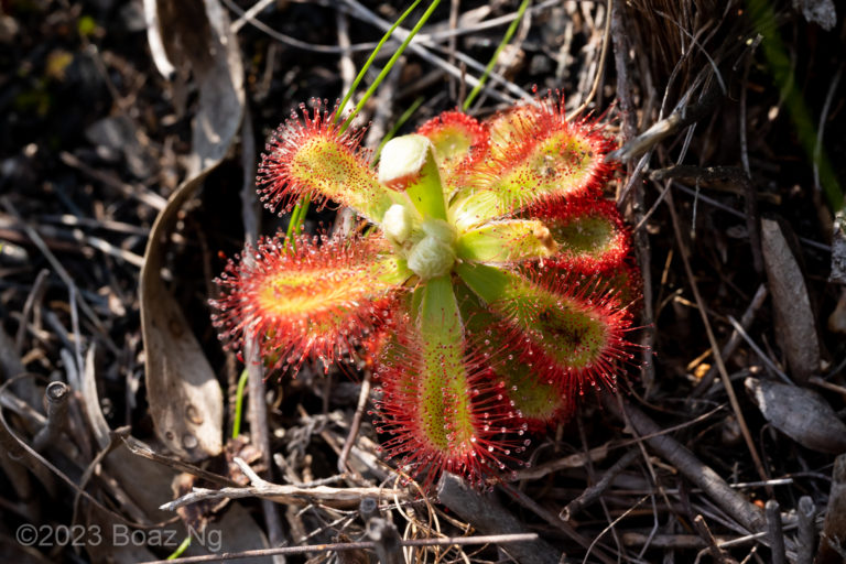 Drosera esterhuyseniae Species Profile