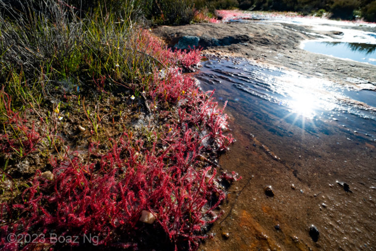 Drosera alba Species Profile